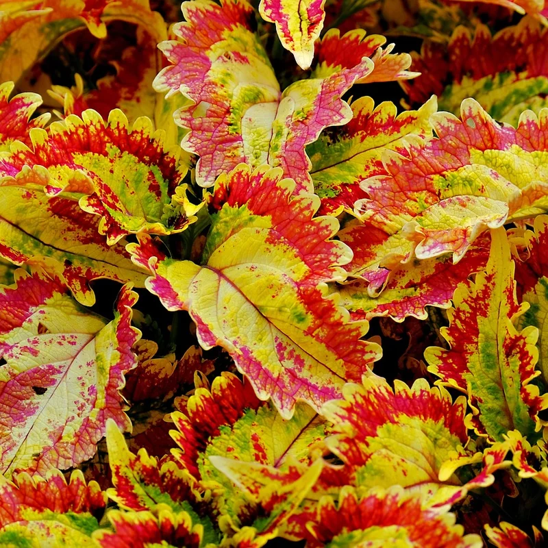 Coleus Forskohlii Root Powder — natural source material