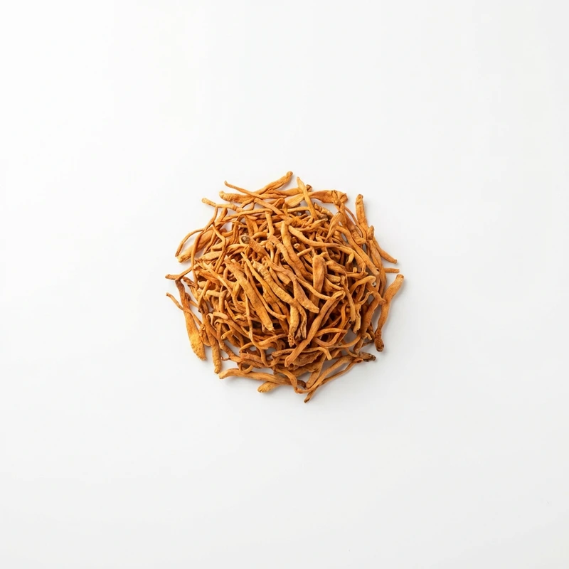 Cordyceps Extract — WHYZ Bulk Ingredients