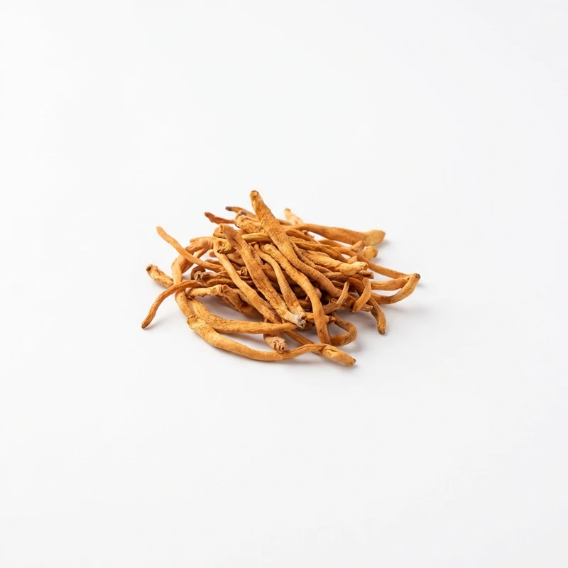 Cordyceps sinensis — WHYZ Bulk Ingredients