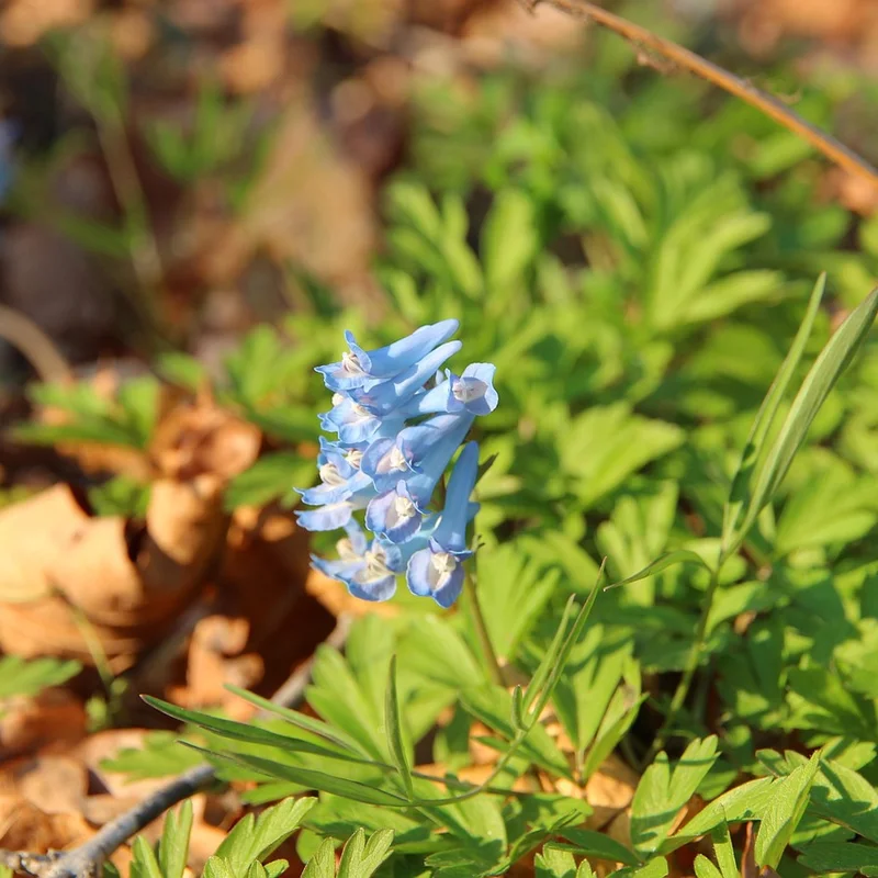 Corydalis Powder — natural source material