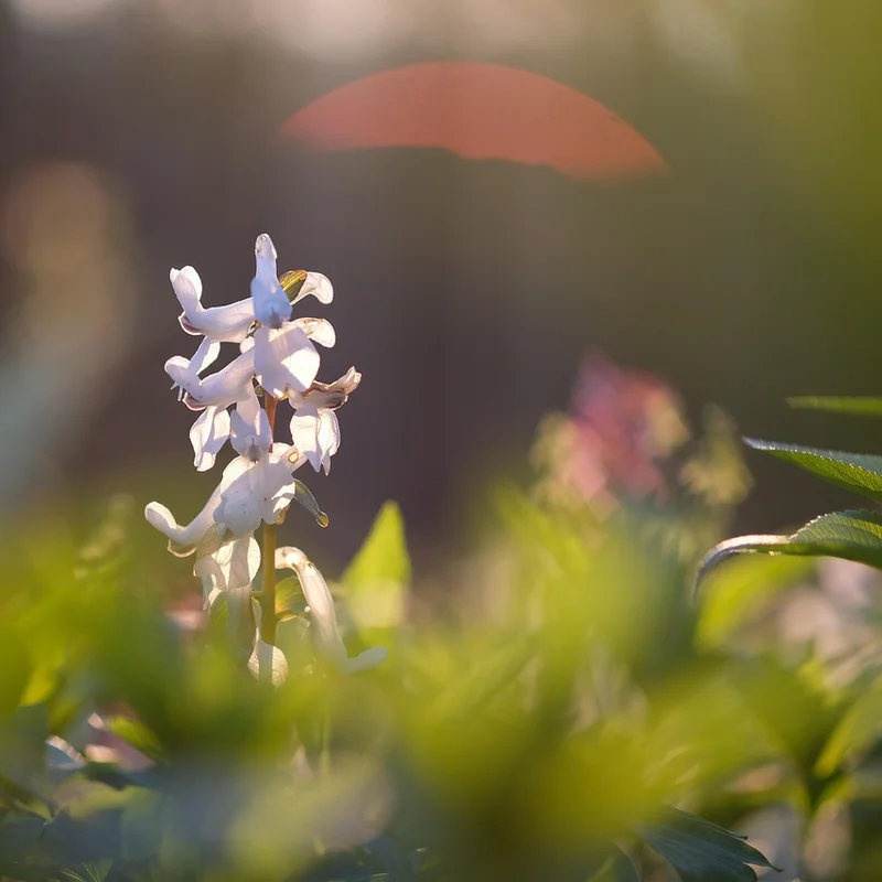 Corydalis — natural source material