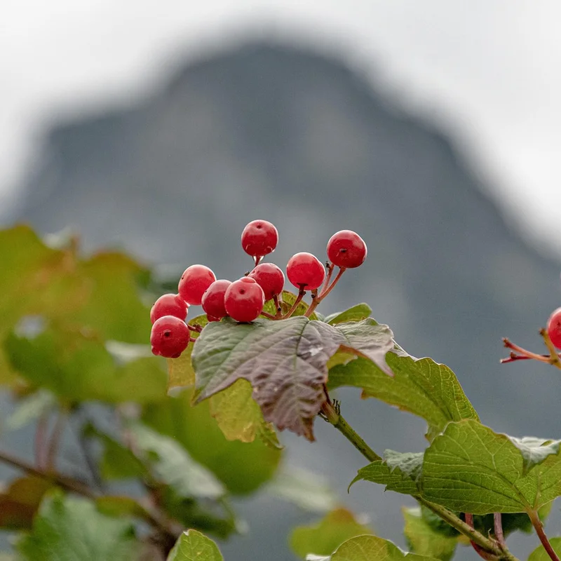 Cramp Bark Extract — natural source material