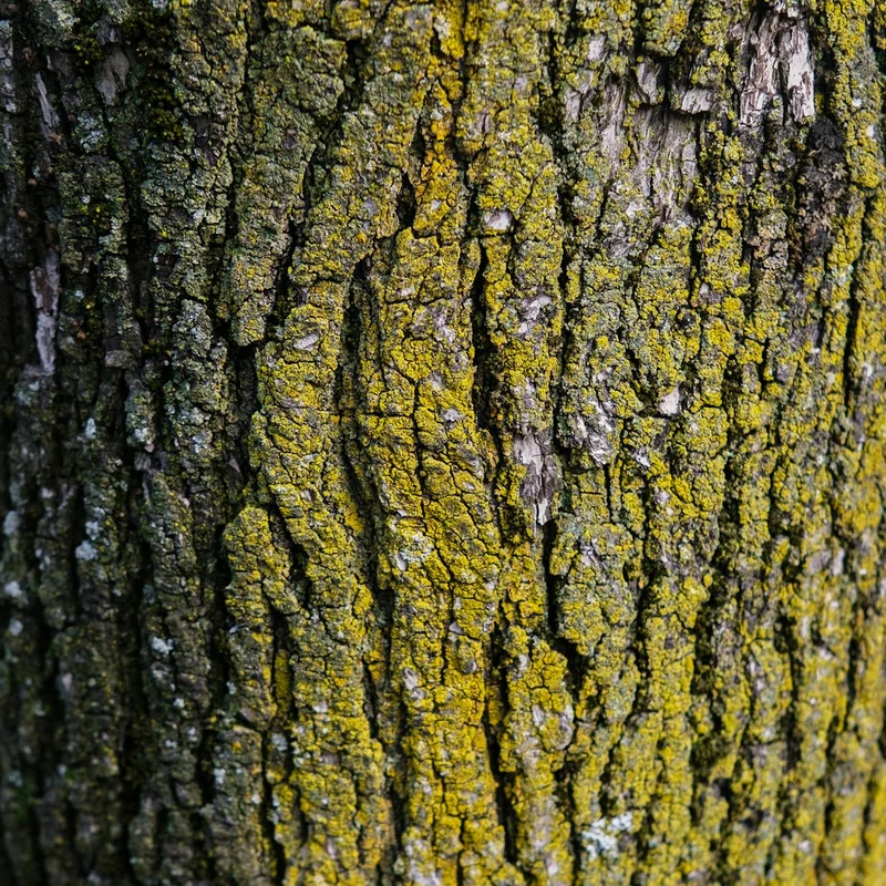 Cramp Bark