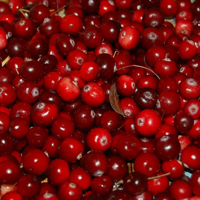 Cranberry Concentrate — natural source material