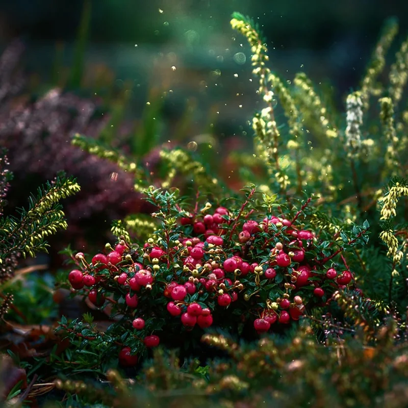 Cranberry Fruit Powder — natural source material