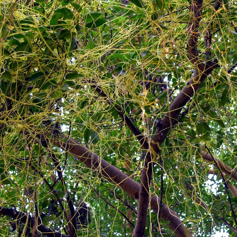 Cuscuta Seed Extract — natural source material