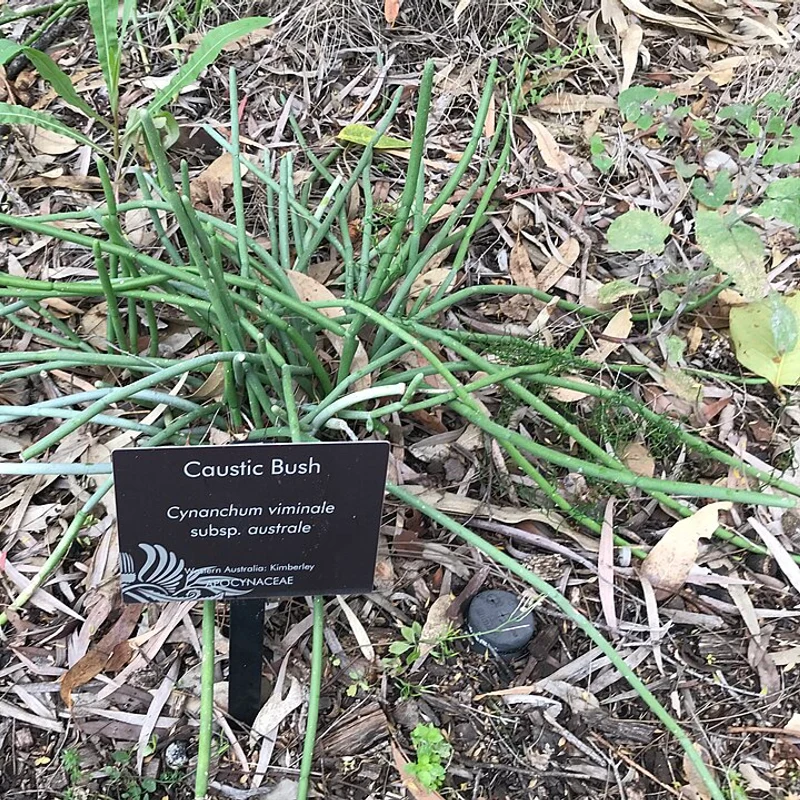 Cynanchum — natural source material