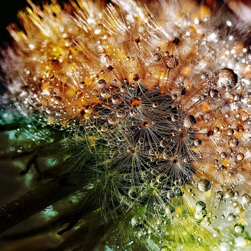 Dandelion — natural source material