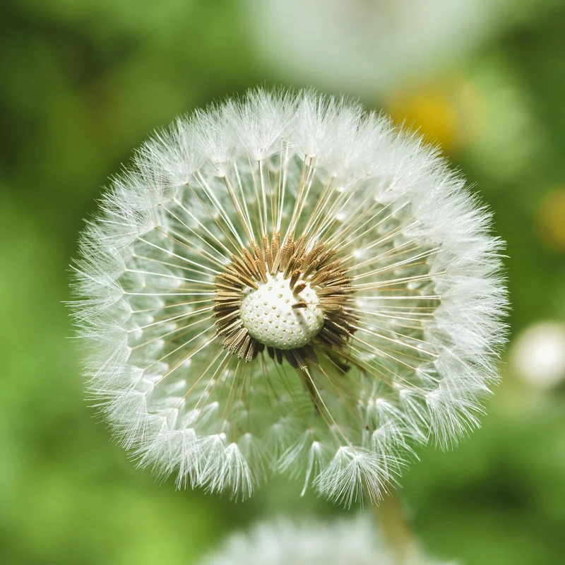 Dandelion — natural source material