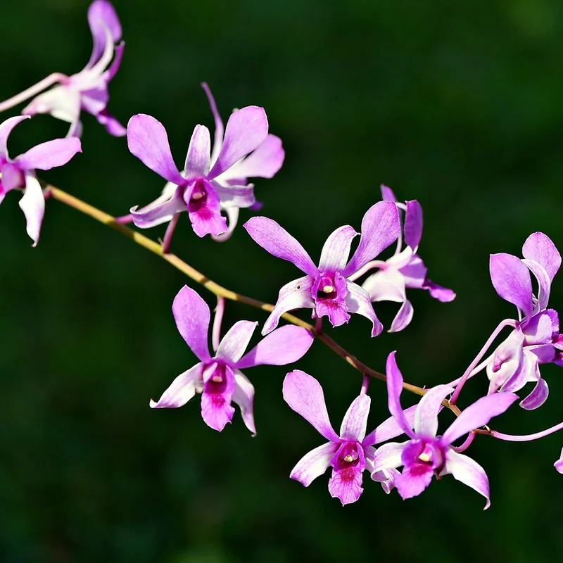 Dendrobium Extract — natural source material