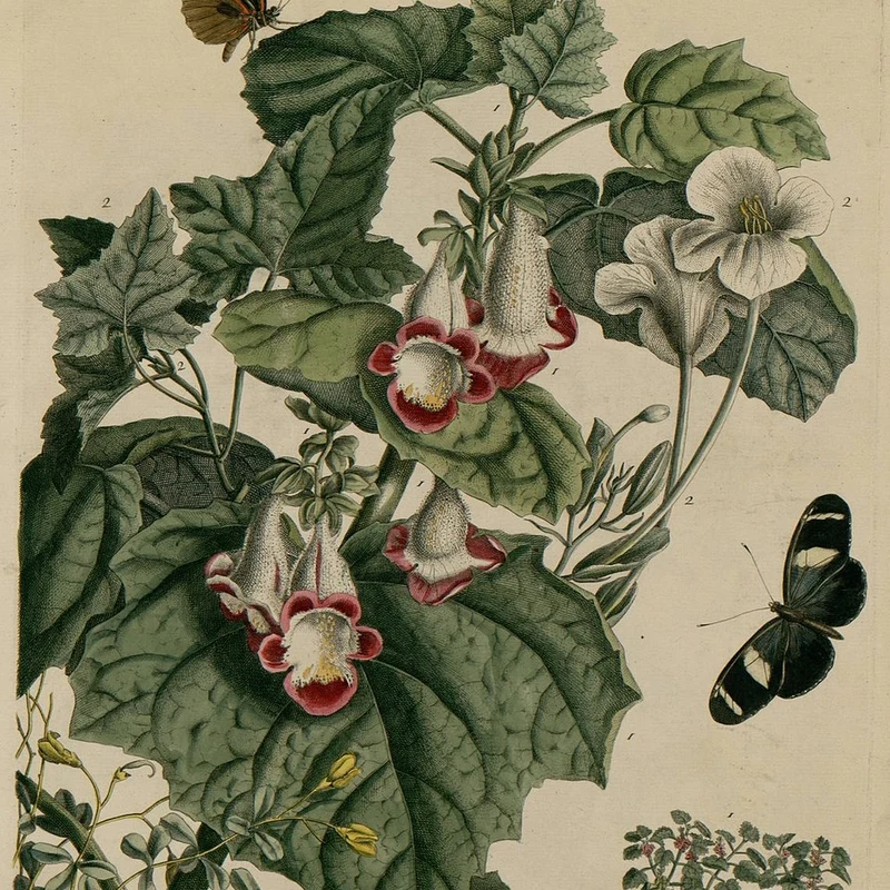 Devils Claw Extract — natural source material