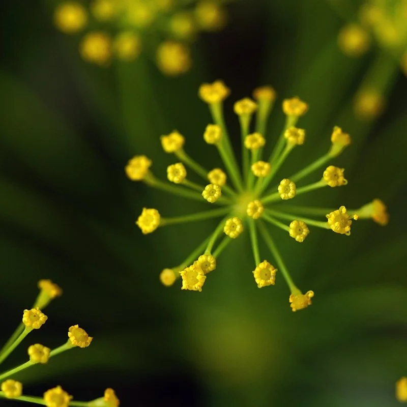 Dill Seed Extract — natural source material