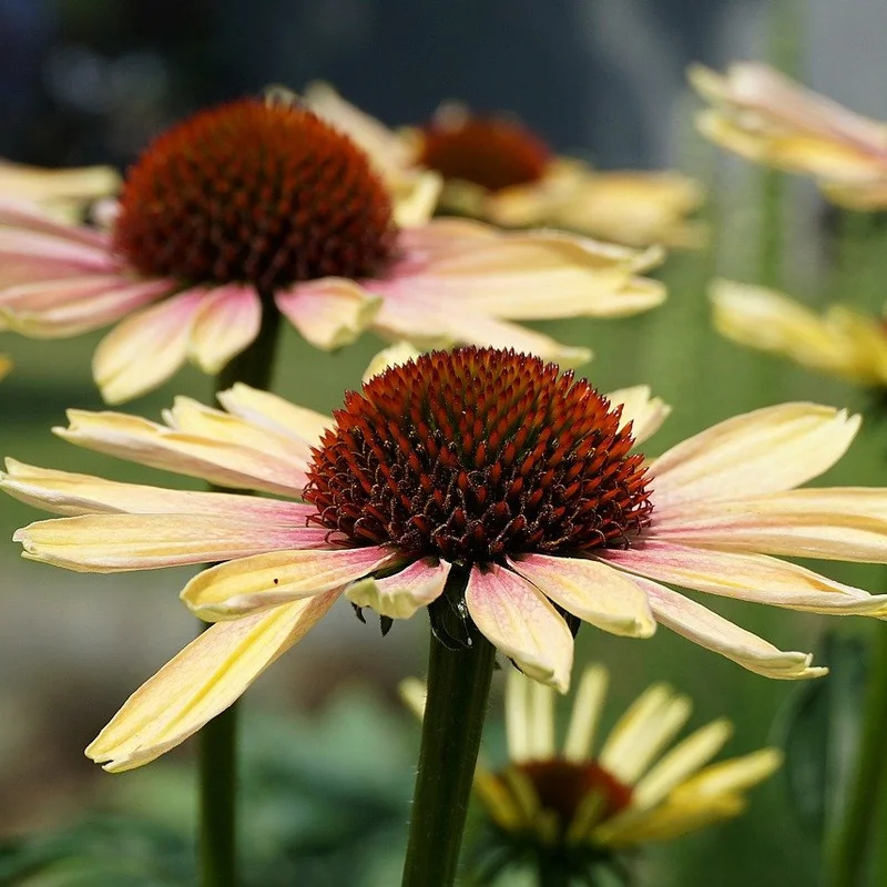 Echinacea Angustifolia Extract — natural source material