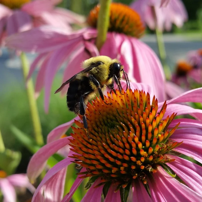 Echinacea Angustifolia — natural source material