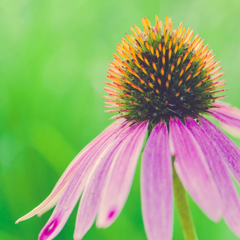 Echinacea Angustifolia — natural source material