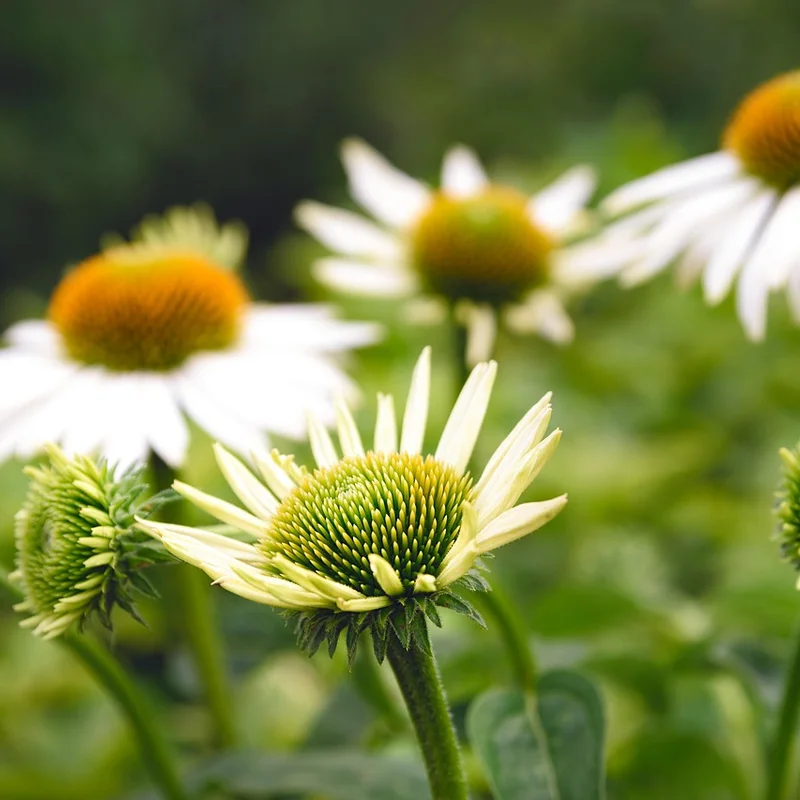 Echinacea Extract — natural source material