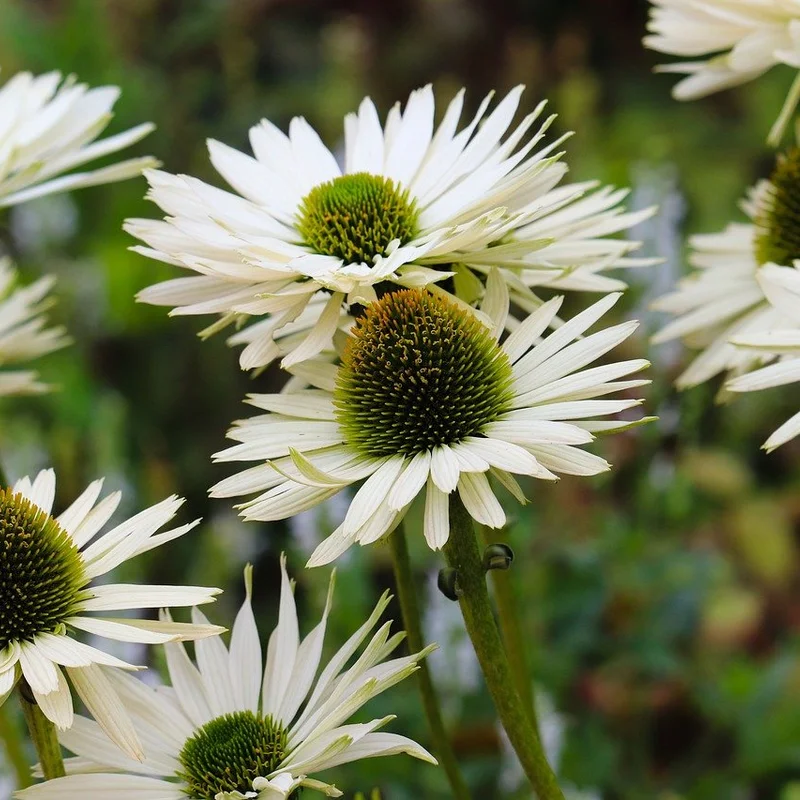 Echinacea Purperea Herb — natural source material