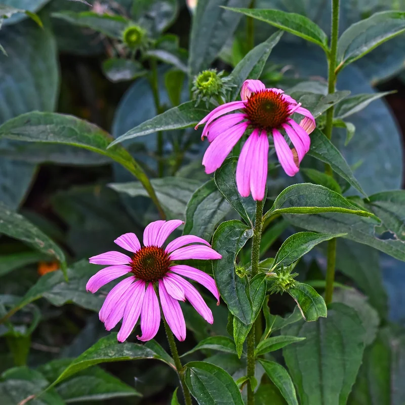 Echinacea Purpurea Extract — natural source material