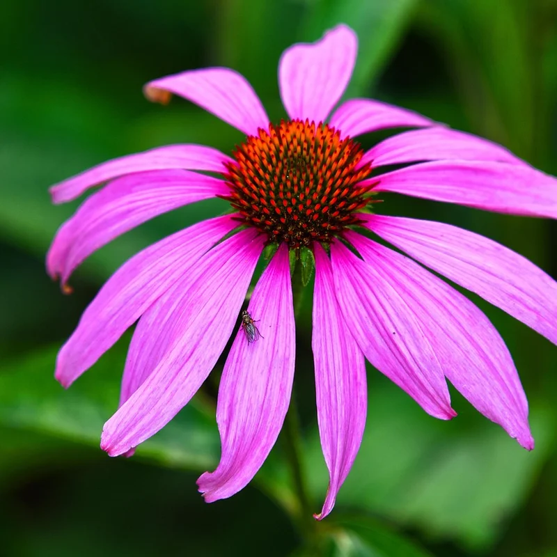 Echinacea Purpurea Root Extract — natural source material