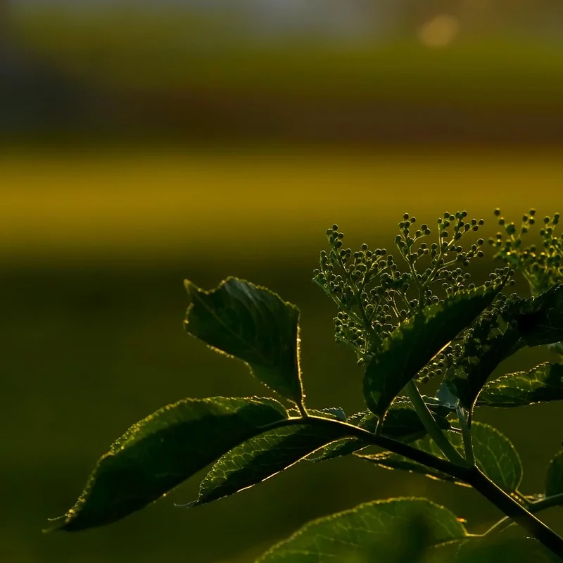 Elderberry Extract — natural source material