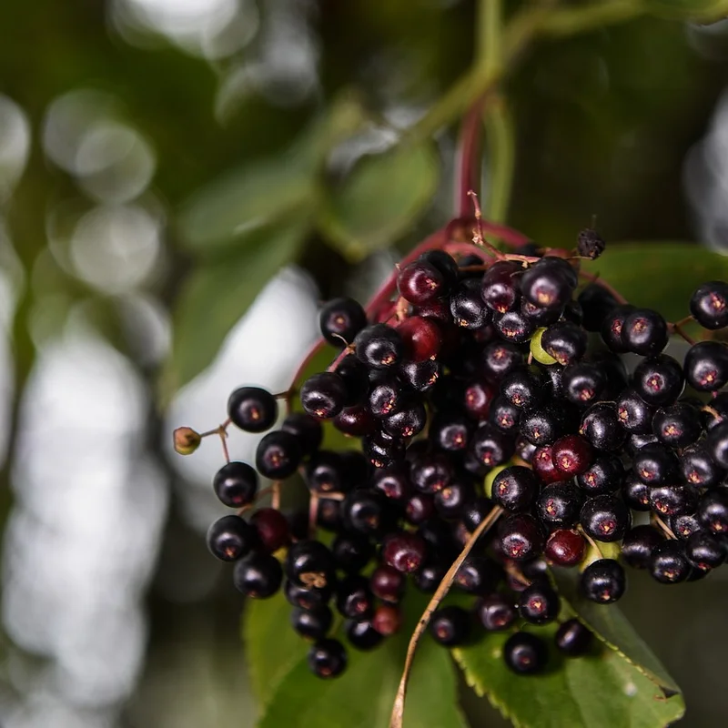 Elderberry Fruit — natural source material
