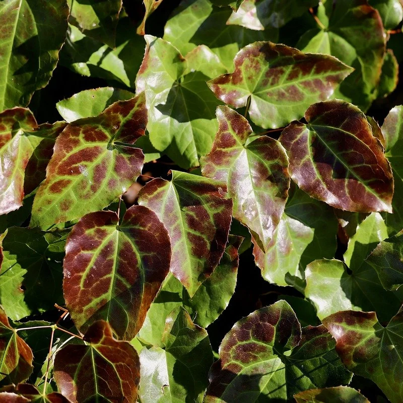 Epimedium Extract — natural source material