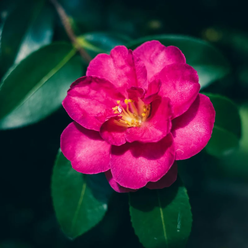 Eribotyra Japonica Extract