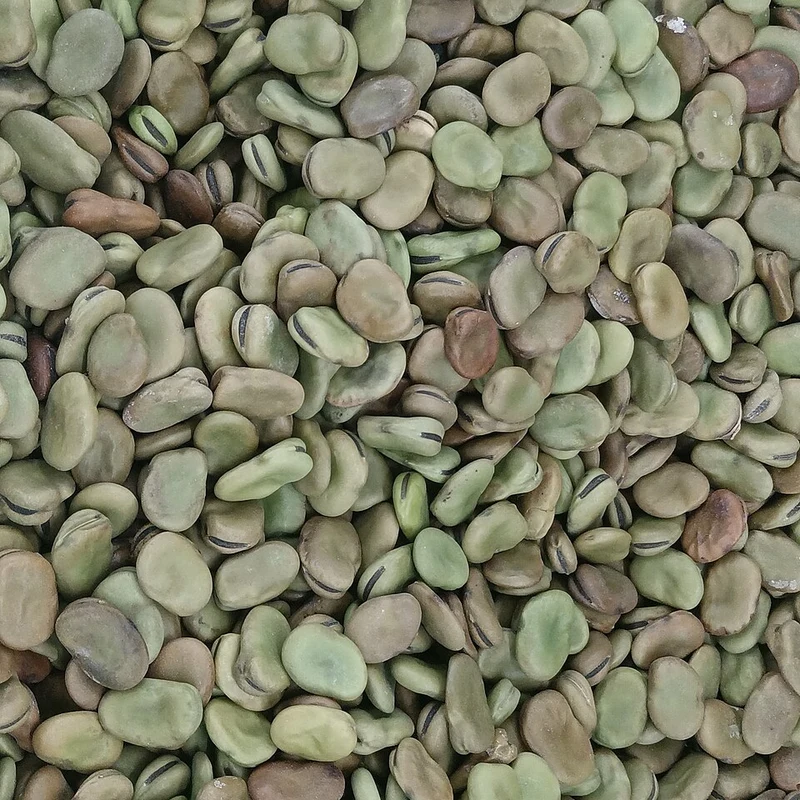 Fava Bean Protein — natural source material
