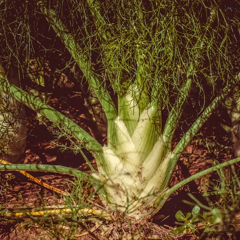 Fennel — natural source material