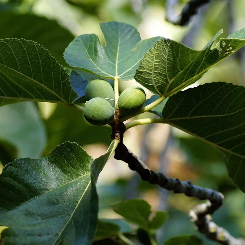 Fig Extract — natural source material