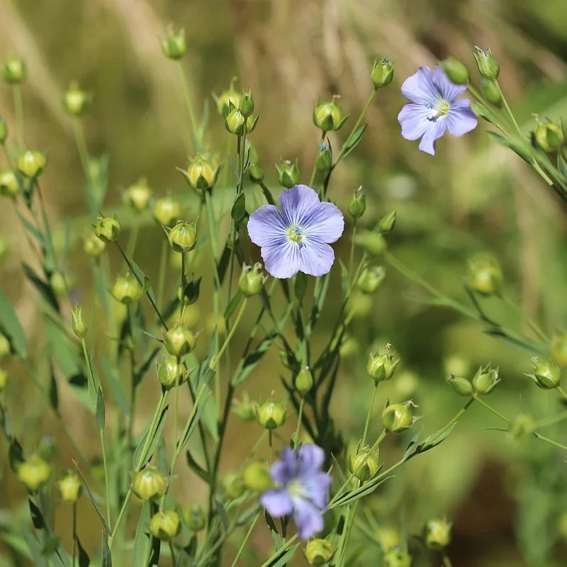Flax Seed Meal — natural source material