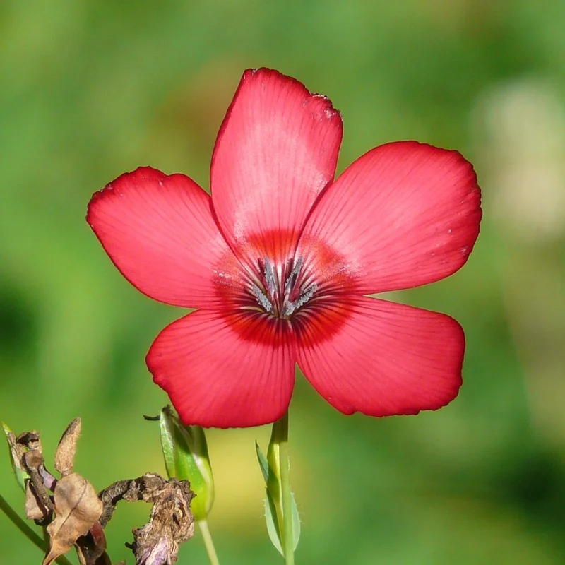 Flax Seed Oil — natural source material