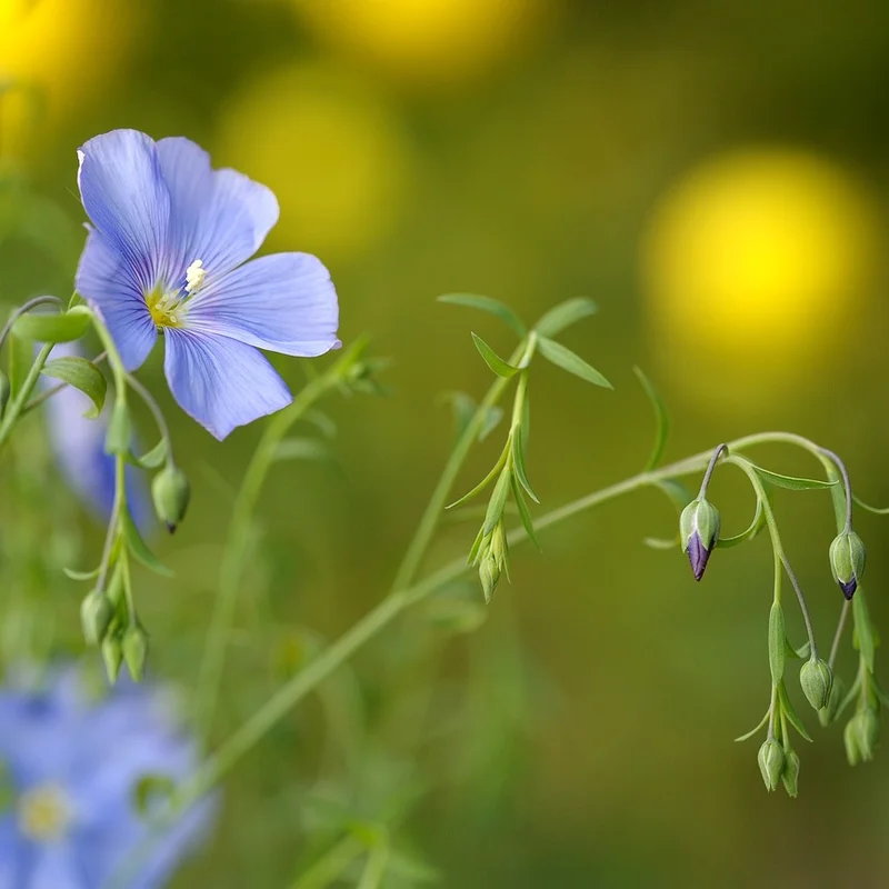 Flax Seed — natural source material