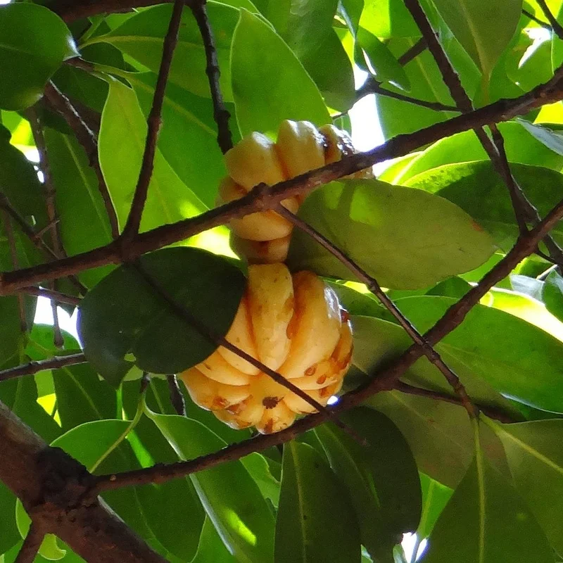 Garcinia Cambogia Extract — natural source material