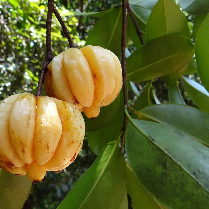 Garcinia Cambogia — natural source material