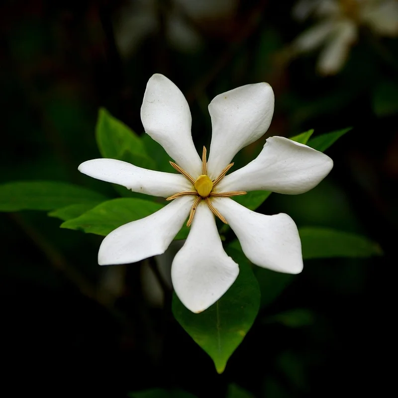 Gardenia Fruit — natural source material