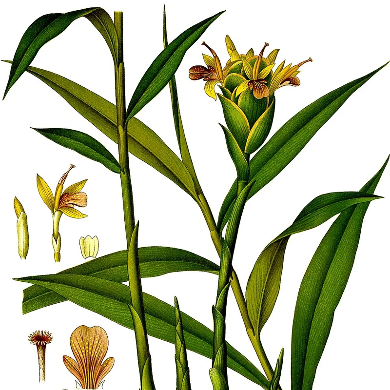 Ginger Root Powder — natural source material