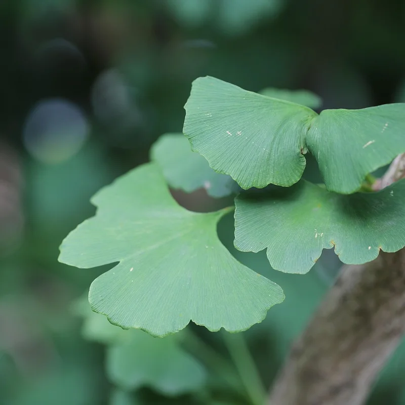 Ginkgo Biloba Leaf Extract — natural source material