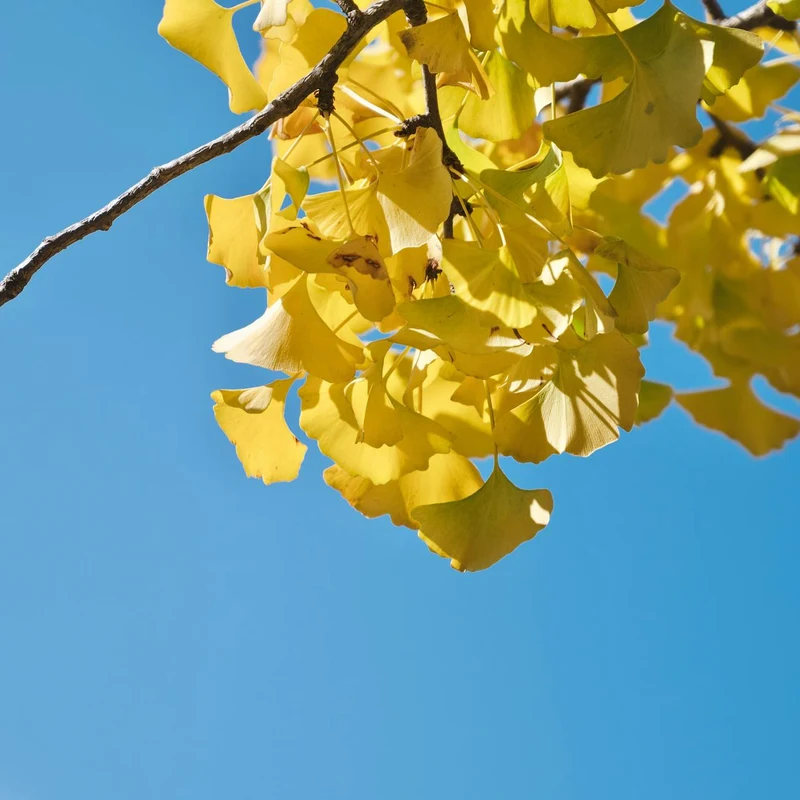 Ginkgo Biloba Leaf Extract — natural source material