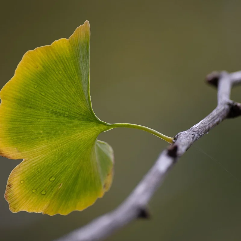 Ginkgo Biloba — natural source material
