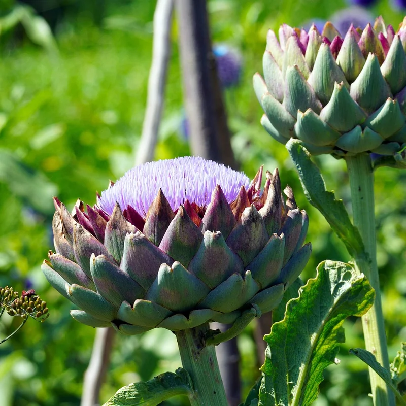 Globe Artichoke Powder — natural source material