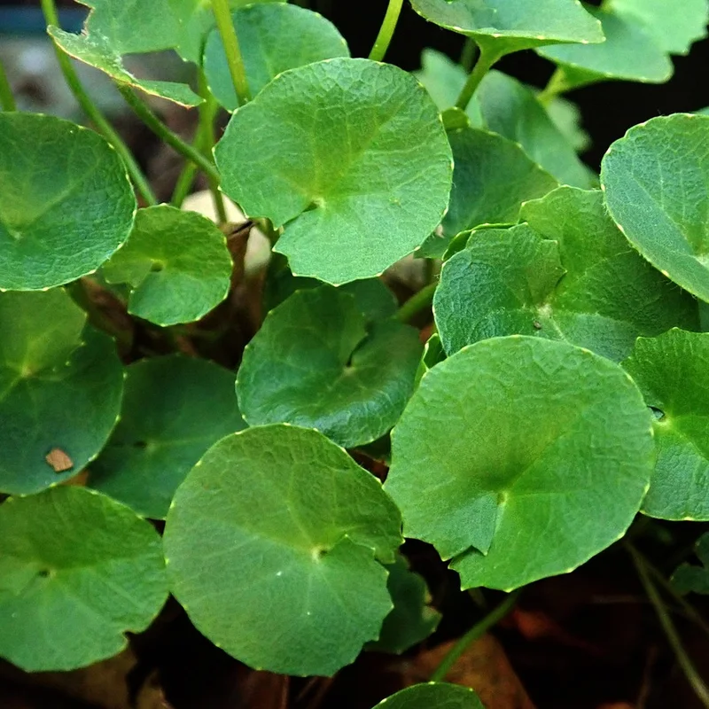 Gotu Kola Extract — natural source material