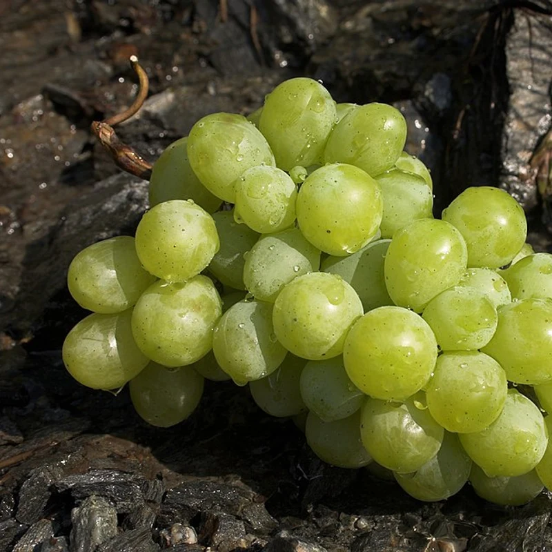 Grape Fruit Powder — natural source material