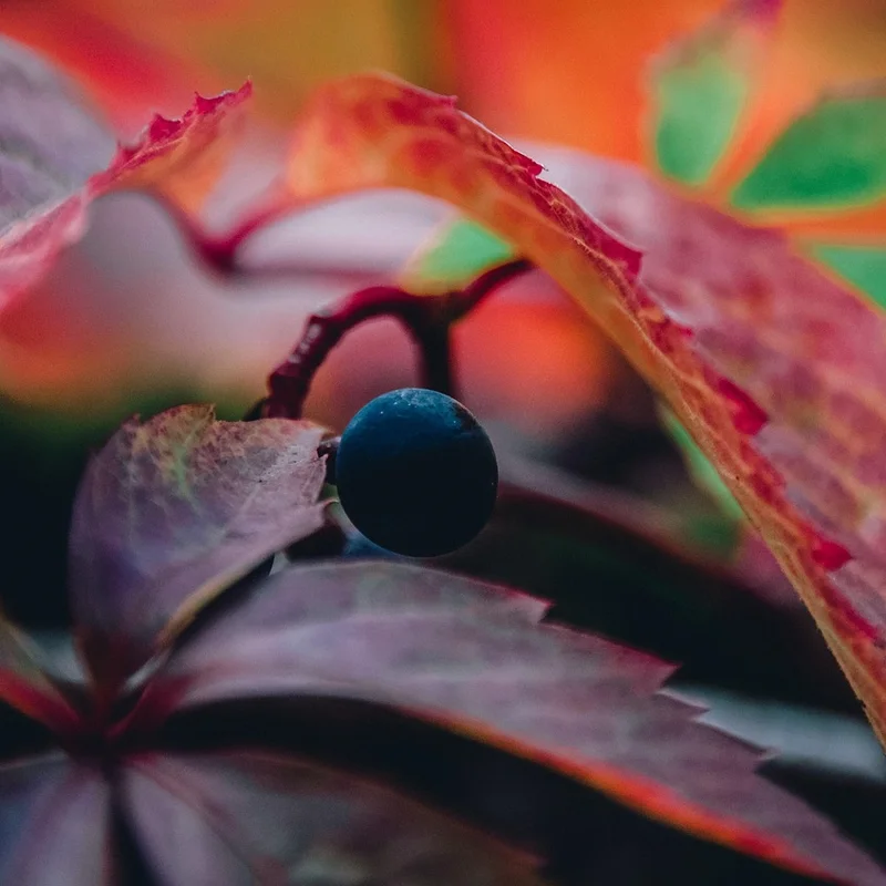 Grape Skin Extract — natural source material