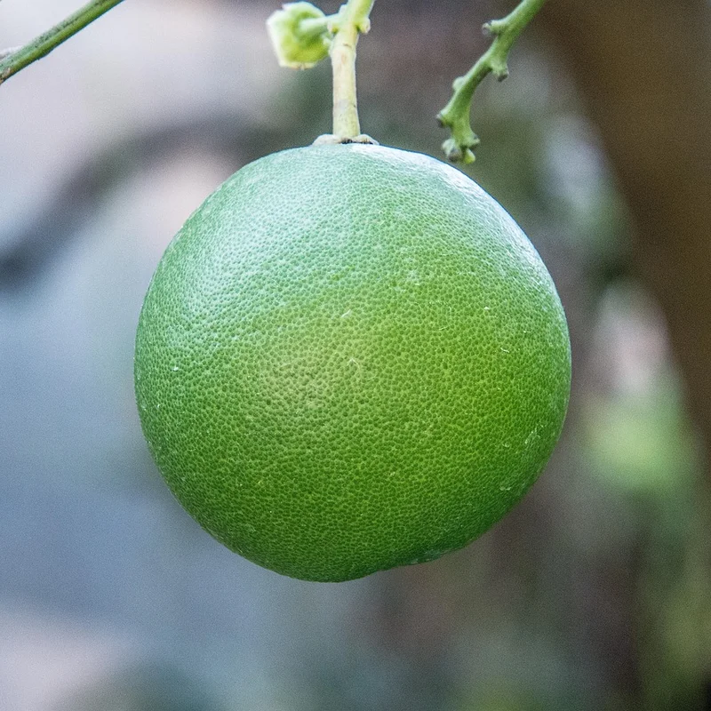 Grapefruit Seed Extract — natural source material
