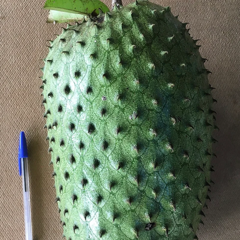 Graviola Fruit Extract — natural source material