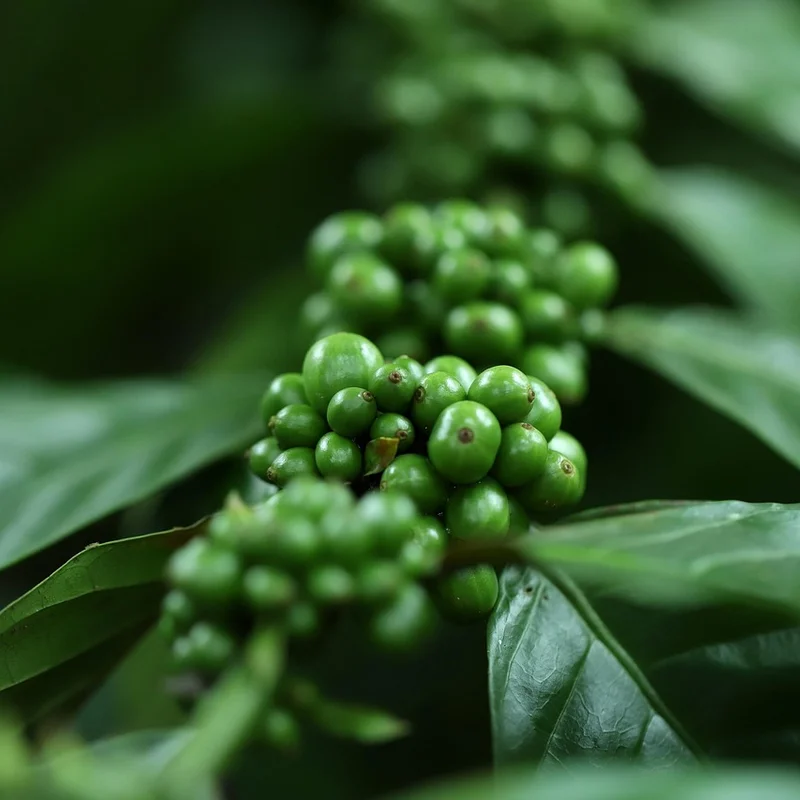 Green Coffee Bean Powder — natural source material