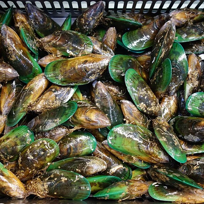 Green Lipped Mussels Powder — natural source material