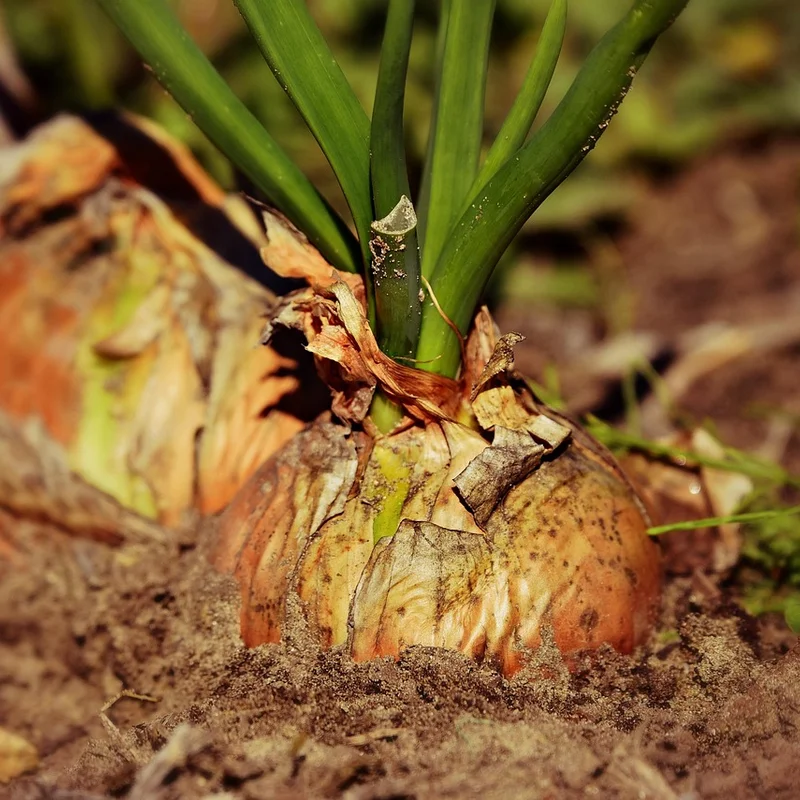 Green Onion Powder — natural source material