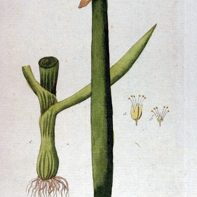 Green Onion Powder — natural source material